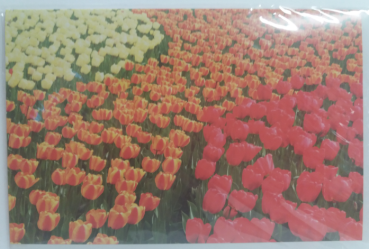 Tulpen - Doppelkarte A6 mit Couvert