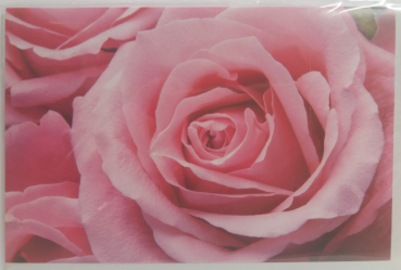 Rosen rosé - Doppelkarte A6 mit Couvert