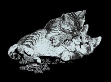 Kratzbild 20 x 25.2 cm - Kätzchen silber