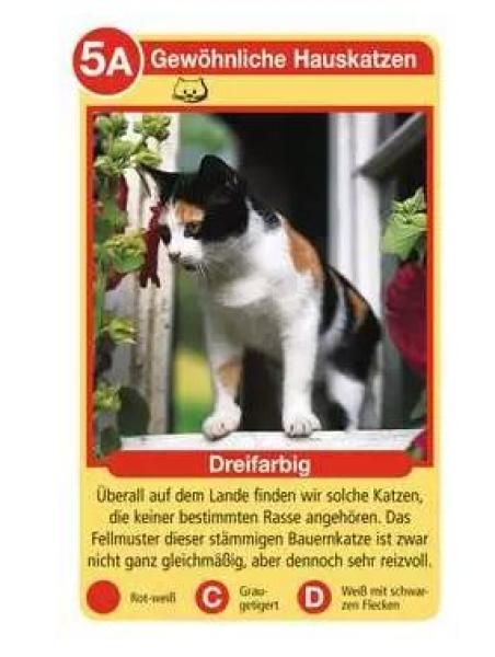 Tier - Quartett Katzen