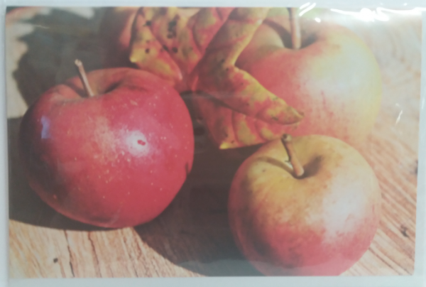 Äpfel - Doppelkarte A6 mit Couvert
