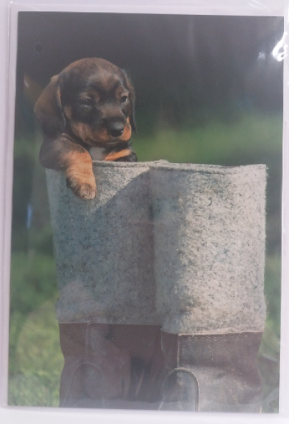 Hund im Stiefel - Doppelkarte A6 mit Couvert